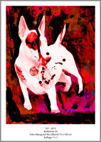 Bullterrier 03